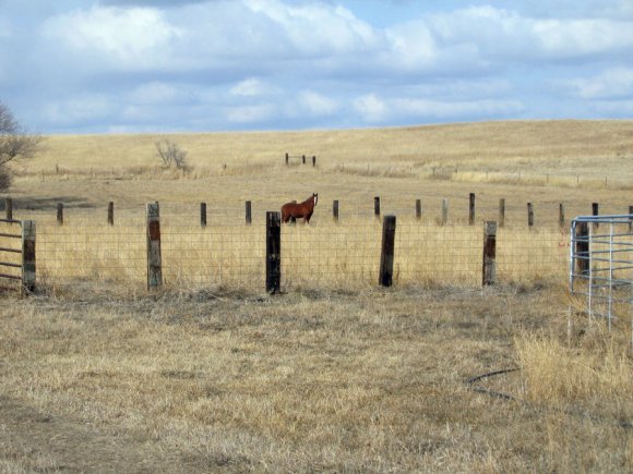 Rascal_in_new_home_3