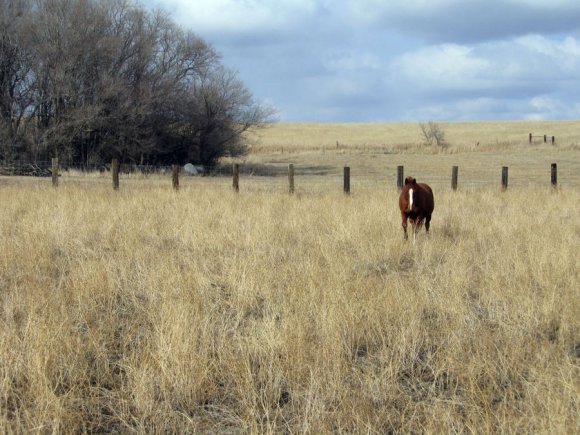 Rascal_in_new_home_1