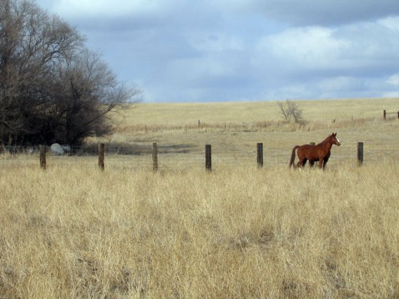 Rascal_in_new_home_2