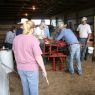 June 11, 2011 - Cattle Branding