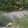 May 30, 2012 - Foxes